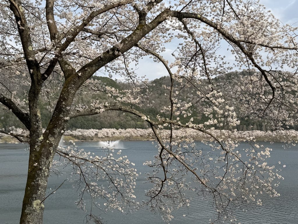 土師ダムサイクリングロードの桜