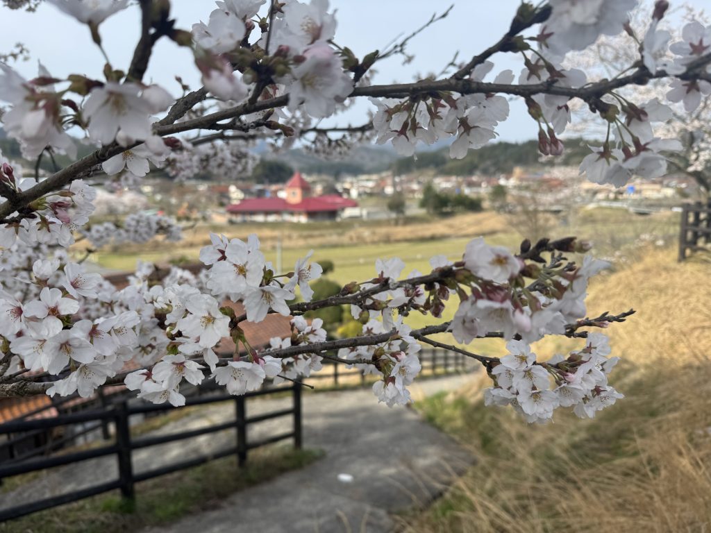 みはらし公園の桜